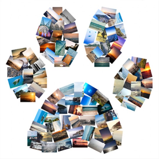 collage of pictures